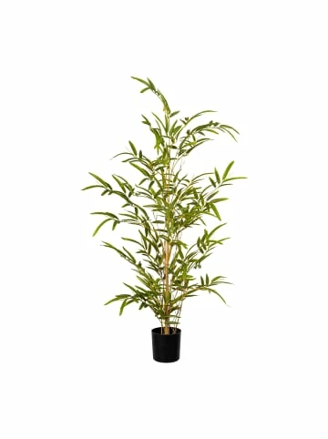 Brandneu 🥰 Kerzen, Vasen & Mehr Creativ Green Deko-Pflanze Bambus In Grün Günstig Kaufen ✔️ 3 Brandneu 🥰 Kerzen, Vasen & Mehr Creativ Green Deko-Pflanze Bambus In Grün Günstig Kaufen ✔️