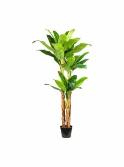 Auslauf 🤩 Kerzen, Vasen & Mehr Creativ Green Deko-Pflanze Banane In Grün Günstig Kaufen 🎁