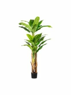 Großhandel 👍 Kerzen, Vasen & Mehr Creativ Green Deko-Pflanze Banane In Grün Günstig Kaufen 🔔