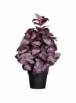 Budget 🛒 Kerzen, Vasen & Mehr Creativ Green Deko-Pflanze Basilikumbusch In Burgund Günstig Kaufen 🥰