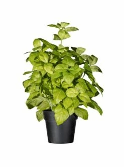 Aktion 😉 Kerzen, Vasen & Mehr Creativ Green Deko-Pflanze Basilikumbusch In Grün Günstig Kaufen 🛒