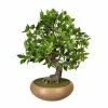 Rabatt ✔️ Kerzen, Vasen & Mehr Creativ Green Deko-Pflanze Bonsai Ficus In Grün Günstig Kaufen 🥰 -Günstiges Creano Geschäft creativ green deko pflanze bonsai ficus in grun