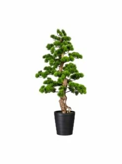 Brandneu 🔥 Kerzen, Vasen & Mehr Creativ Green Deko-Pflanze Bonsai Kiefer In Grün Günstig Kaufen ⭐