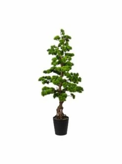 Angebote 🔔 Kerzen, Vasen & Mehr Creativ Green Deko-Pflanze Bonsai Kiefer In Grün Günstig Kaufen 😉