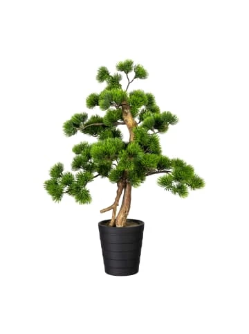 Top 10 😀 Kerzen, Vasen & Mehr Creativ Green Deko-Pflanze Bonsai Kiefer In Grün Günstig Kaufen ❤️ 3 Top 10 😀 Kerzen, Vasen & Mehr Creativ Green Deko-Pflanze Bonsai Kiefer In Grün Günstig Kaufen ❤️