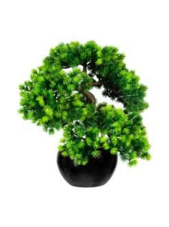 Coupon 👏 Kerzen, Vasen & Mehr Creativ Green Deko-Pflanze Bonsai Lärche In Grün Günstig Kaufen 🧨