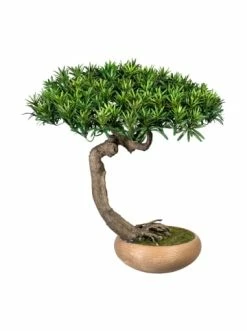 Am billigsten 💯 Kerzen, Vasen & Mehr Creativ Green Deko-Pflanze Bonsai Podocarpus Shankan In Grün Günstig Kaufen 🎁