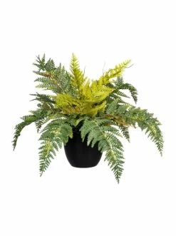 Bestpreis ✨ Kerzen, Vasen & Mehr Creativ Green Deko-Pflanze Bostonfarn In Grün Günstig Kaufen 🎉