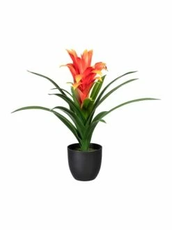 Auslauf 😀 Kerzen, Vasen & Mehr Creativ Green Deko-Pflanze Bromelia Guzmania In Rot Günstig Kaufen 😉