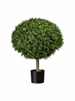 Beste Bewertungen von 😀 Kerzen, Vasen & Mehr Creativ Green Deko-Pflanze Buchsbaum-Kugel In Grün Günstig Kaufen 🎁