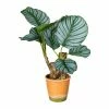 Am billigsten 🥰 Kerzen, Vasen & Mehr Creativ Green Deko-Pflanze Calatheapflanze In Grün Günstig Kaufen 💯 -Günstiges Creano Geschäft creativ green deko pflanze calatheapflanze in grun