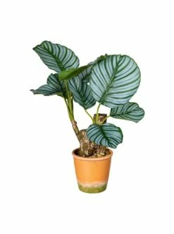 Am billigsten 🥰 Kerzen, Vasen & Mehr Creativ Green Deko-Pflanze Calatheapflanze In Grün Günstig Kaufen 💯