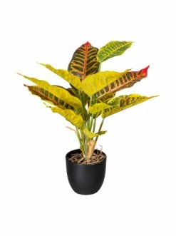 Budget 🔔 Kerzen, Vasen & Mehr Creativ Green Deko-Pflanze Croton In Grün-gelb Günstig Kaufen 🔥