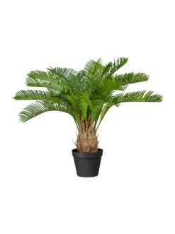Bester Verkauf 😍 Kerzen, Vasen & Mehr Creativ Green Deko-Pflanze Cycaspalme In Grün Günstig Kaufen 😀