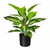 Blitzangebot 👏 Kerzen, Vasen & Mehr Creativ Green Deko-Pflanze Dieffenbachia In Grün Günstig Kaufen 🥰 -Günstiges Creano Geschäft creativ green deko pflanze dieffenbachia in grun