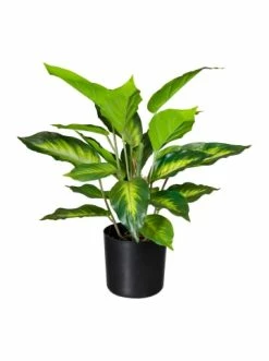 Blitzangebot 👏 Kerzen, Vasen & Mehr Creativ Green Deko-Pflanze Dieffenbachia In Grün Günstig Kaufen 🥰