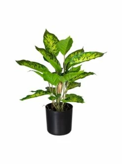 Angebote 😉 Kerzen, Vasen & Mehr Creativ Green Deko-Pflanze Dieffenbachia Picta In Grün Günstig Kaufen ✨