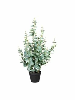 Billig 😉 Kerzen, Vasen & Mehr Creativ Green Deko-Pflanze Eukalypthus Silverdollar In Grün Günstig Kaufen ✨