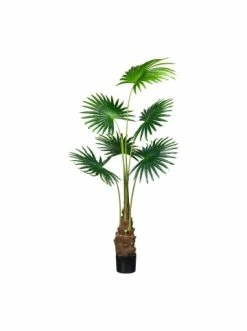 Schlussverkauf 😀 Kerzen, Vasen & Mehr Creativ Green Deko-Pflanze Fächerpalme In Grün Günstig Kaufen ❤️
