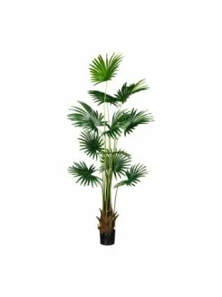 Neu 😀 Kerzen, Vasen & Mehr Creativ Green Deko-Pflanze Fächerpalme In Grün Günstig Kaufen 👍