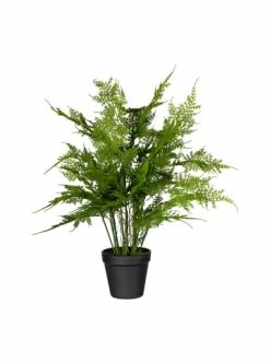 Großhandel 🎉 Kerzen, Vasen & Mehr Creativ Green Deko-Pflanze Farn Asparagus Plumosus In Grün Günstig Kaufen 👏