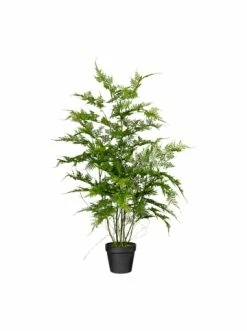 Besorgen 🥰 Kerzen, Vasen & Mehr Creativ Green Deko-Pflanze Farn Asparagus Plumosus In Grün Günstig Kaufen 🔔