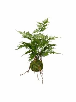 Bester Verkauf ⌛ Kerzen, Vasen & Mehr Creativ Green Deko-Pflanze Farn Asparagus Plumosus In Grün Günstig Kaufen 🤩