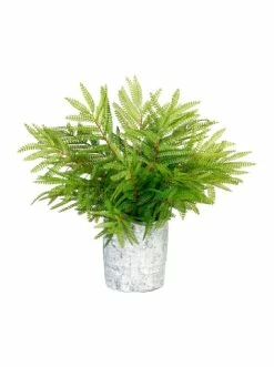 Auslauf ✔️ Kerzen, Vasen & Mehr Creativ Green Deko-Pflanze Farn In Grün Günstig Kaufen 😉