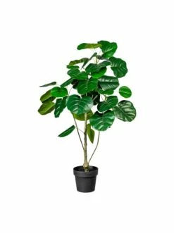 Am billigsten 🔔 Kerzen, Vasen & Mehr Creativ Green Deko-Pflanze Ficus Deliciosa In Grün Günstig Kaufen 🧨