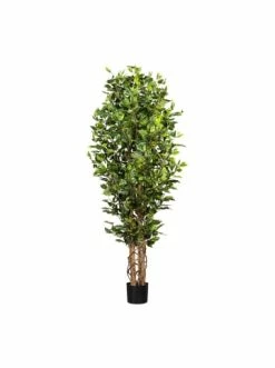 Aktion ✨ Kerzen, Vasen & Mehr Creativ Green Deko-Pflanze Ficus In Grün Günstig Kaufen 😍