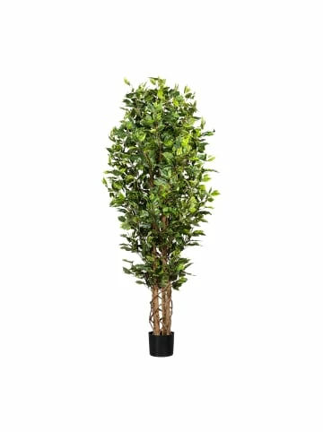 Aktion ✨ Kerzen, Vasen & Mehr Creativ Green Deko-Pflanze Ficus In Grün Günstig Kaufen 😍 3 Aktion ✨ Kerzen, Vasen & Mehr Creativ Green Deko-Pflanze Ficus In Grün Günstig Kaufen 😍