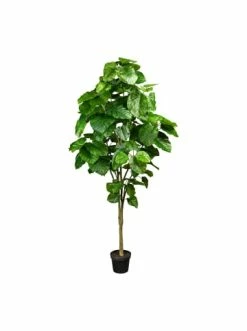 Brandneu 😍 Kerzen, Vasen & Mehr Creativ Green Deko-Pflanze Ficus Umbellata In Grün Günstig Kaufen 💯