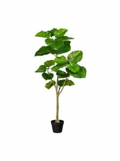 Top 10 ✨ Kerzen, Vasen & Mehr Creativ Green Deko-Pflanze Ficus Umbellata In Grün Günstig Kaufen ✔️