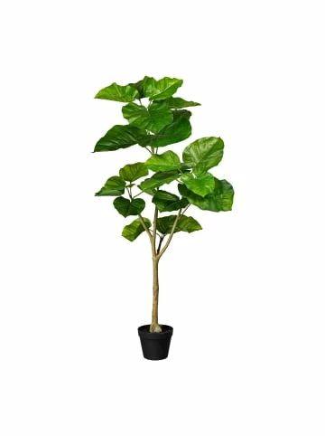 Top 10 ✨ Kerzen, Vasen & Mehr Creativ Green Deko-Pflanze Ficus Umbellata In Grün Günstig Kaufen ✔️ 3 Top 10 ✨ Kerzen, Vasen & Mehr Creativ Green Deko-Pflanze Ficus Umbellata In Grün Günstig Kaufen ✔️