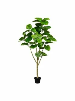 Budget 😉 Kerzen, Vasen & Mehr Creativ Green Deko-Pflanze Ficus Umbellata In Grün Günstig Kaufen 😉