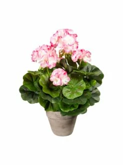 Bestes Angebot 🌟 Kerzen, Vasen & Mehr Creativ Green Deko-Pflanze Geranienbusch In Rosa-weiß Günstig Kaufen ✔️