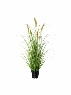 Top 10 ⭐ Kerzen, Vasen & Mehr Creativ Green Deko-Pflanze Gras Penisetum In Grün Günstig Kaufen 🤩