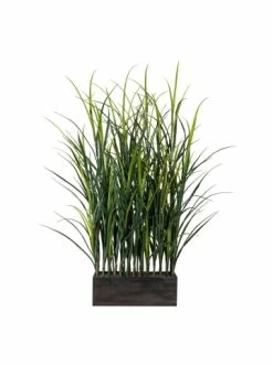 Bestpreis ✔️ Kerzen, Vasen & Mehr Creativ Green Deko-Pflanze Gras-Raumteiler In Grün Günstig Kaufen 🧨