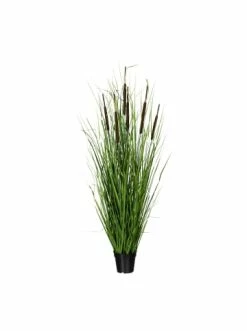 Schlussverkauf ✨ Kerzen, Vasen & Mehr Creativ Green Deko-Pflanze Grasbusch Mit Schilfkolben In Grün Günstig Kaufen ⌛