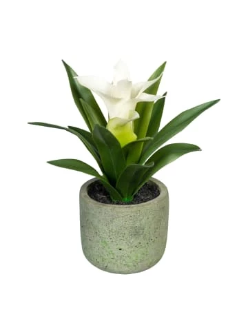 Auslauf 🔔 Kerzen, Vasen & Mehr Creativ Green Deko-Pflanze Guzmania In Rosa/weiß Günstig Kaufen 🎉 4 Auslauf 🔔 Kerzen, Vasen & Mehr Creativ Green Deko-Pflanze Guzmania In Rosa/weiß Günstig Kaufen 🎉 - Image 2