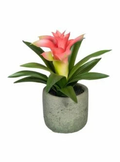 Auslauf 🔔 Kerzen, Vasen & Mehr Creativ Green Deko-Pflanze Guzmania In Rosa/weiß Günstig Kaufen 🎉 7 Auslauf 🔔 Kerzen, Vasen & Mehr Creativ Green Deko-Pflanze Guzmania In Rosa/weiß Günstig Kaufen 🎉 -Günstiges Creano Geschäft creativ green deko pflanze guzmania in rosa weiss 2