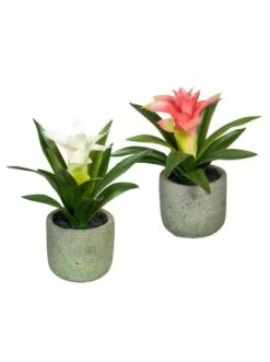 Auslauf 🔔 Kerzen, Vasen & Mehr Creativ Green Deko-Pflanze Guzmania In Rosa/weiß Günstig Kaufen 🎉