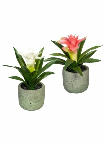 Auslauf 🔔 Kerzen, Vasen & Mehr Creativ Green Deko-Pflanze Guzmania In Rosa/weiß Günstig Kaufen 🎉 3 Auslauf 🔔 Kerzen, Vasen & Mehr Creativ Green Deko-Pflanze Guzmania In Rosa/weiß Günstig Kaufen 🎉