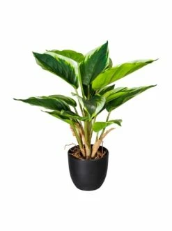 Aktion ⭐ Kerzen, Vasen & Mehr Creativ Green Deko-Pflanze Hosta In Grün-weiß Günstig Kaufen ❤️