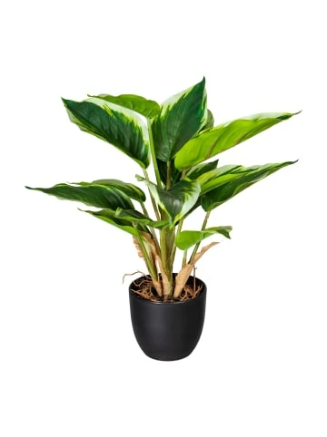 Aktion ⭐ Kerzen, Vasen & Mehr Creativ Green Deko-Pflanze Hosta In Grün-weiß Günstig Kaufen ❤️ 3 Aktion ⭐ Kerzen, Vasen & Mehr Creativ Green Deko-Pflanze Hosta In Grün-weiß Günstig Kaufen ❤️