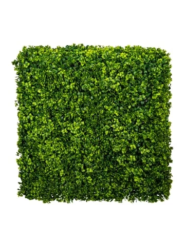 Bestpreis 👍 Kerzen, Vasen & Mehr Creativ Green Deko-Pflanze Ilex Crenata Hecke In Grün Günstig Kaufen 🛒 3 Bestpreis 👍 Kerzen, Vasen & Mehr Creativ Green Deko-Pflanze Ilex Crenata Hecke In Grün Günstig Kaufen 🛒