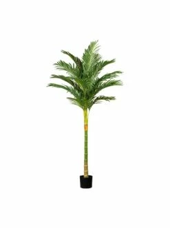 Auslauf 🤩 Kerzen, Vasen & Mehr Creativ Green Deko-Pflanze Kentiapalme In Grün Günstig Kaufen 🤩