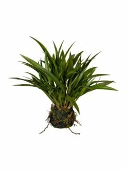 Coupon ✨ Kerzen, Vasen & Mehr Creativ Green Deko-Pflanze Miscanthusgras In Grün Günstig Kaufen 🥰