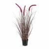Top 10 ⌛ Kerzen, Vasen & Mehr Creativ Green Deko-Pflanze Pennisetum Rubrum In Rot Günstig Kaufen 👏 1 Top 10 ⌛ Kerzen, Vasen & Mehr Creativ Green Deko-Pflanze Pennisetum Rubrum In Rot Günstig Kaufen 👏 -Günstiges Creano Geschäft creativ green deko pflanze pennisetum rubrum in rot 1