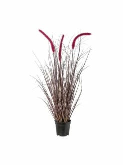Top 10 ⌛ Kerzen, Vasen & Mehr Creativ Green Deko-Pflanze Pennisetum Rubrum In Rot Günstig Kaufen 👏